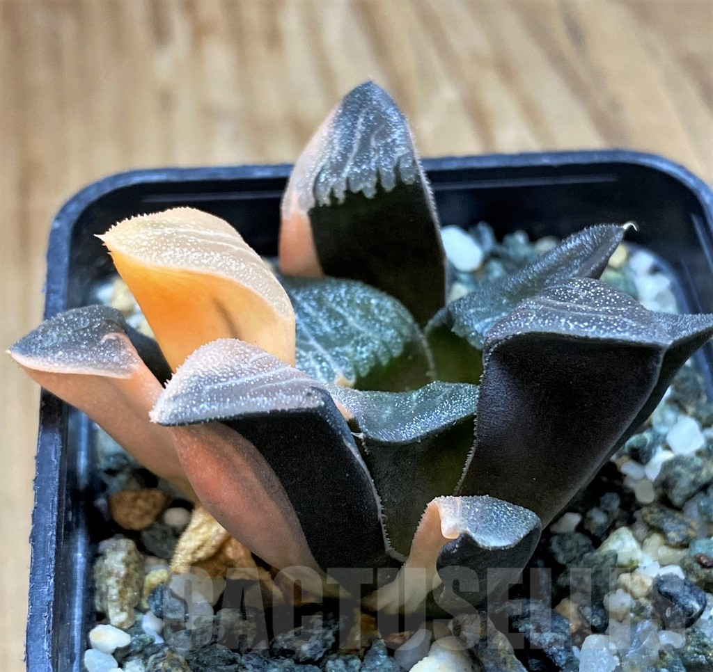 SH13922 Haworthia bayeri f. variegata