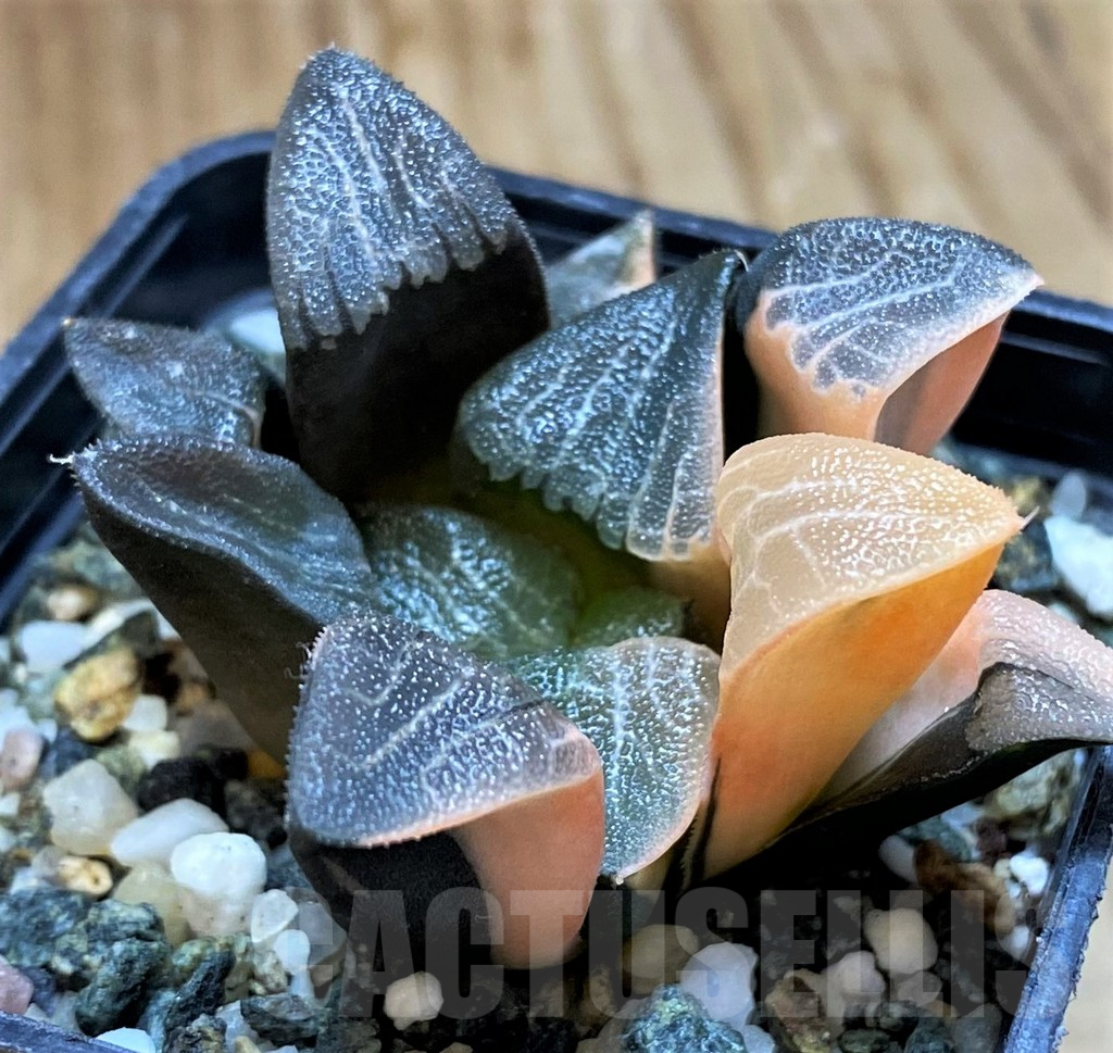 SH13922 Haworthia bayeri f. variegata - immagine 2