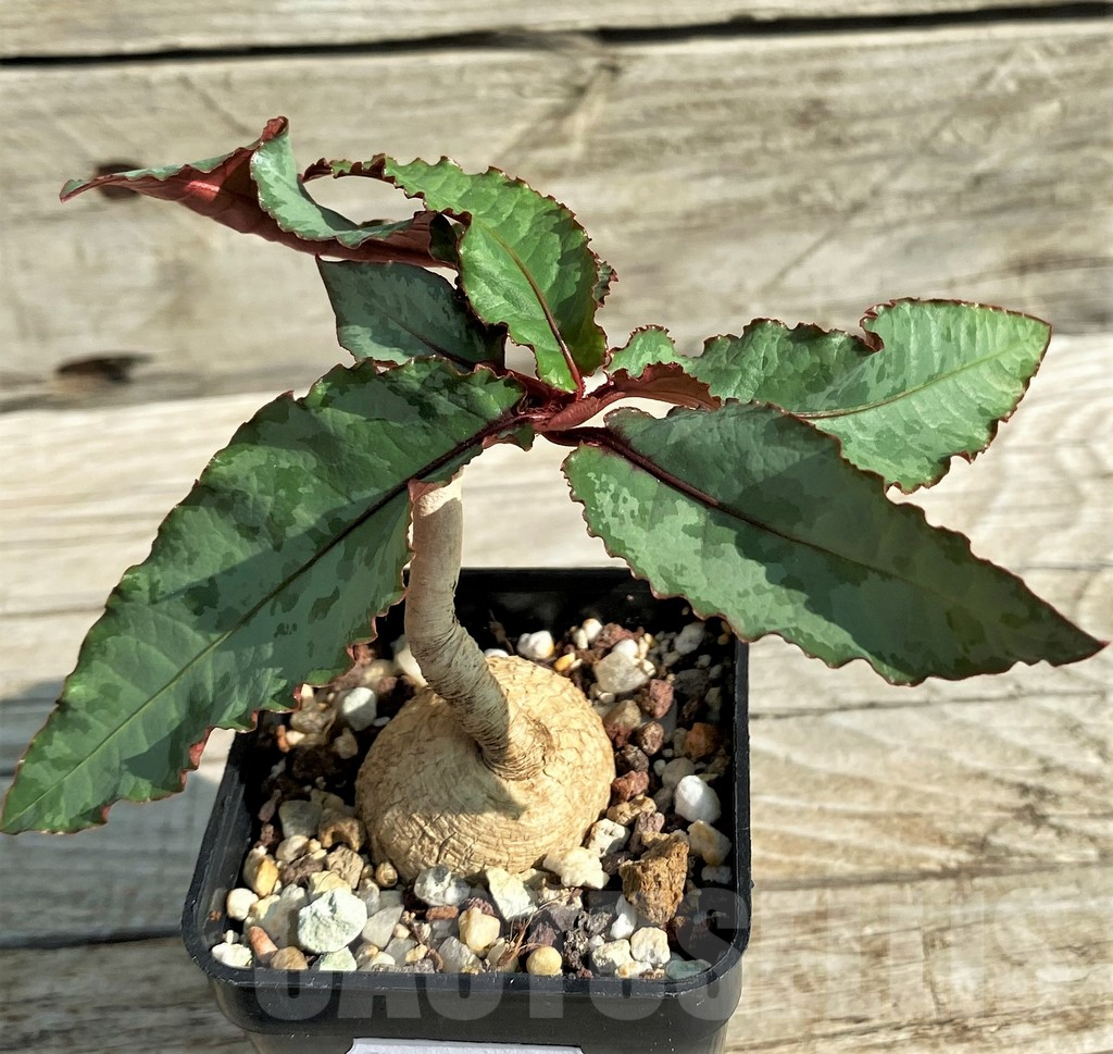 SH13201 Euphorbia cremersii 'Grey Tuber'