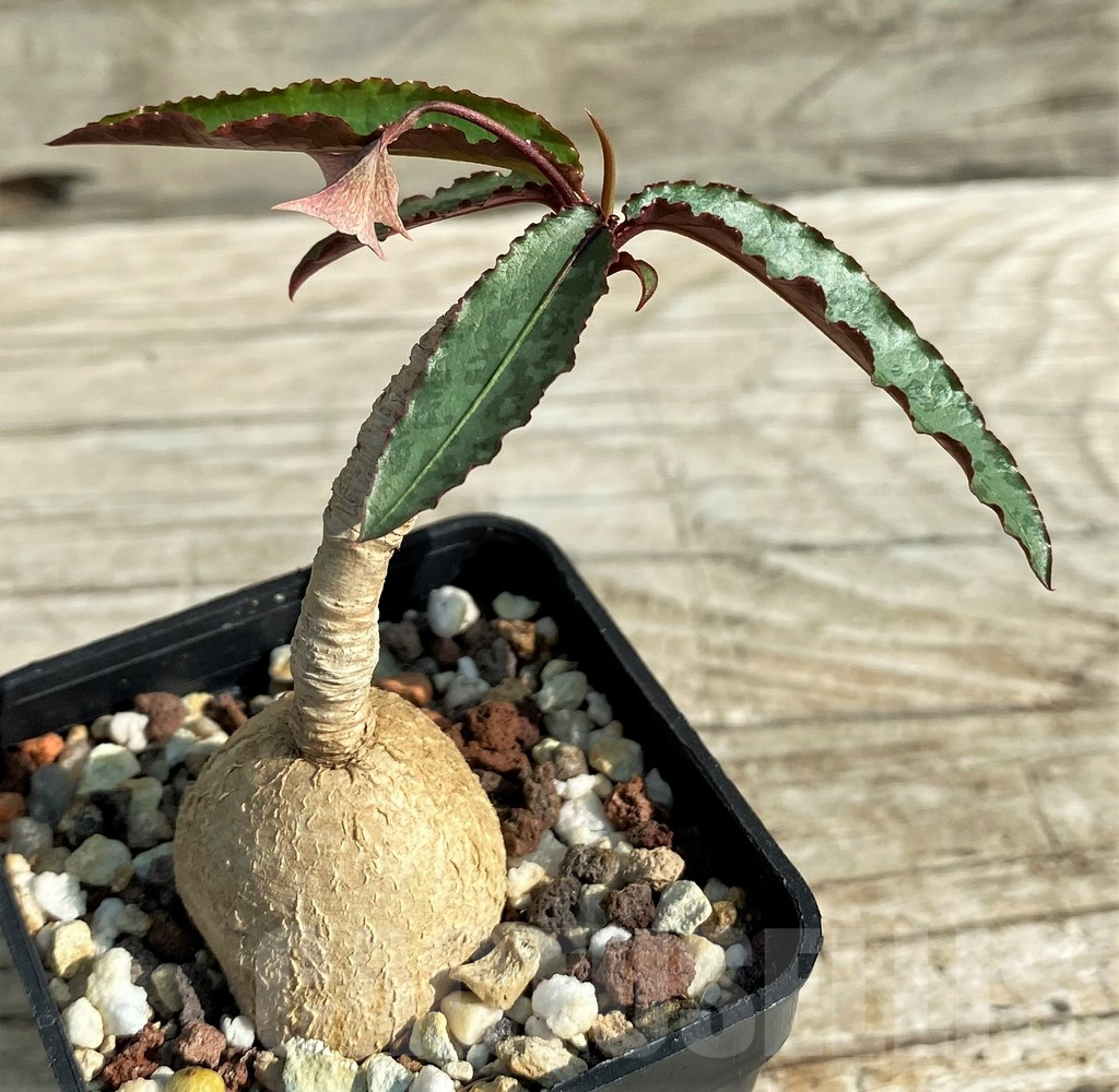 SH13200 Euphorbia cremersii 'Grey Tuber' - Image 2