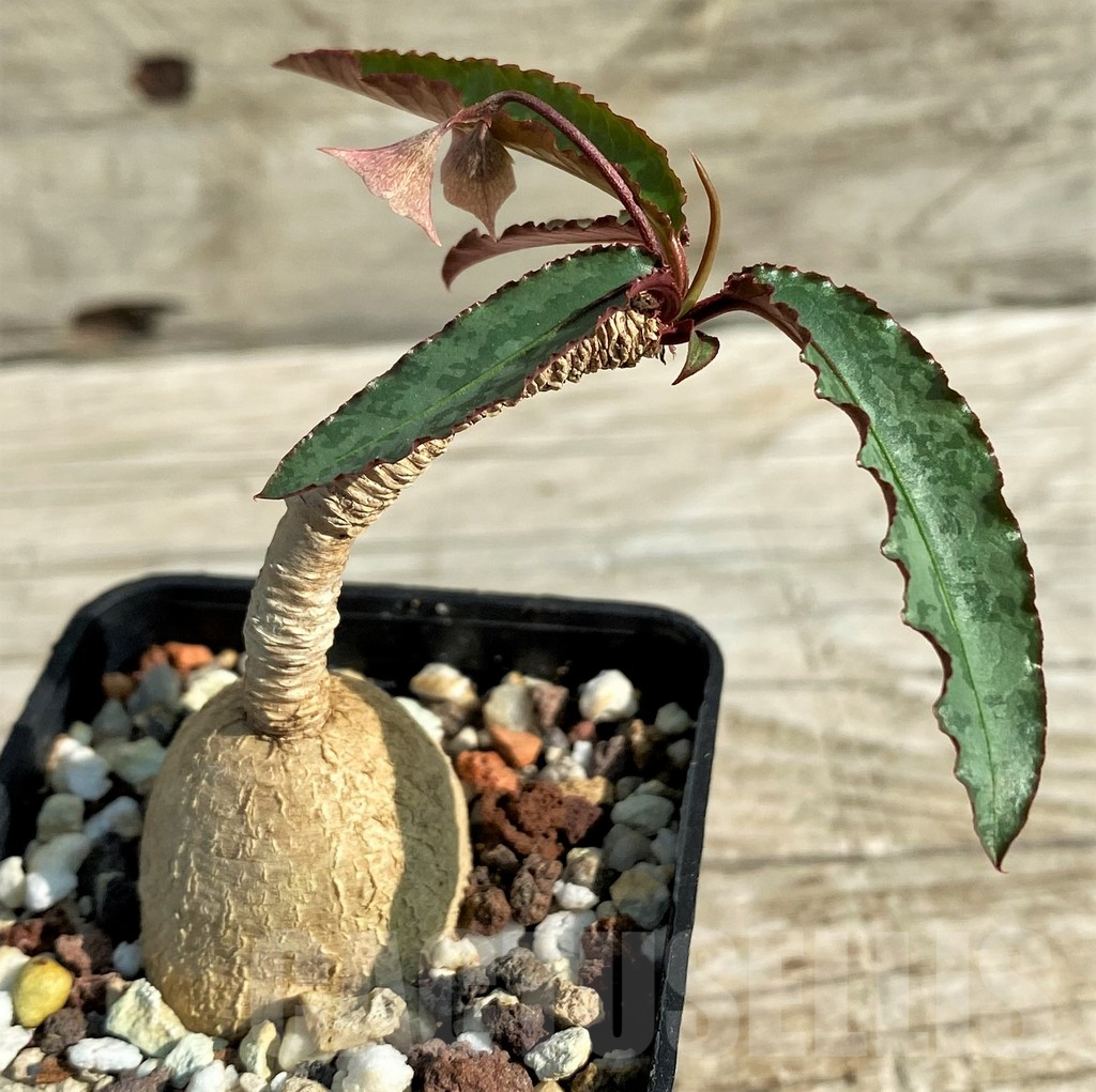 SH13200 Euphorbia cremersii 'Grey Tuber'