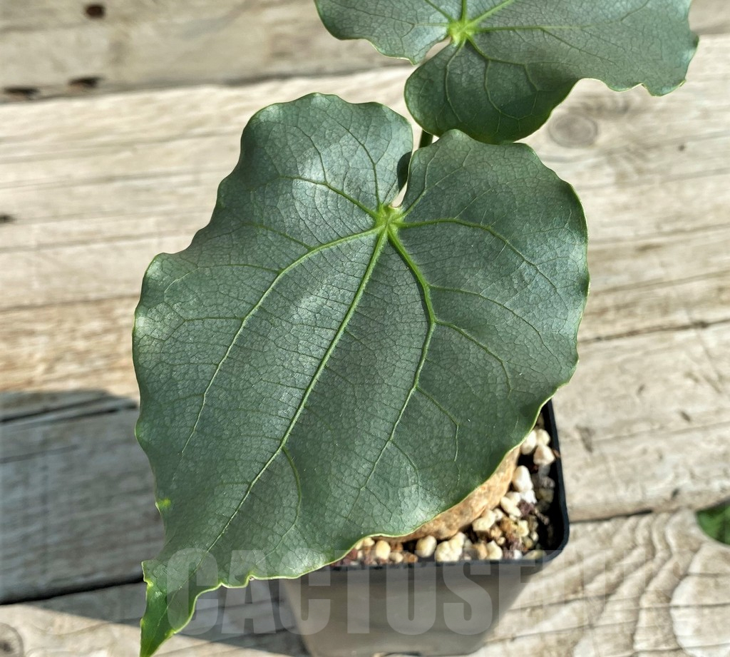 SH13940 Adenia epigea