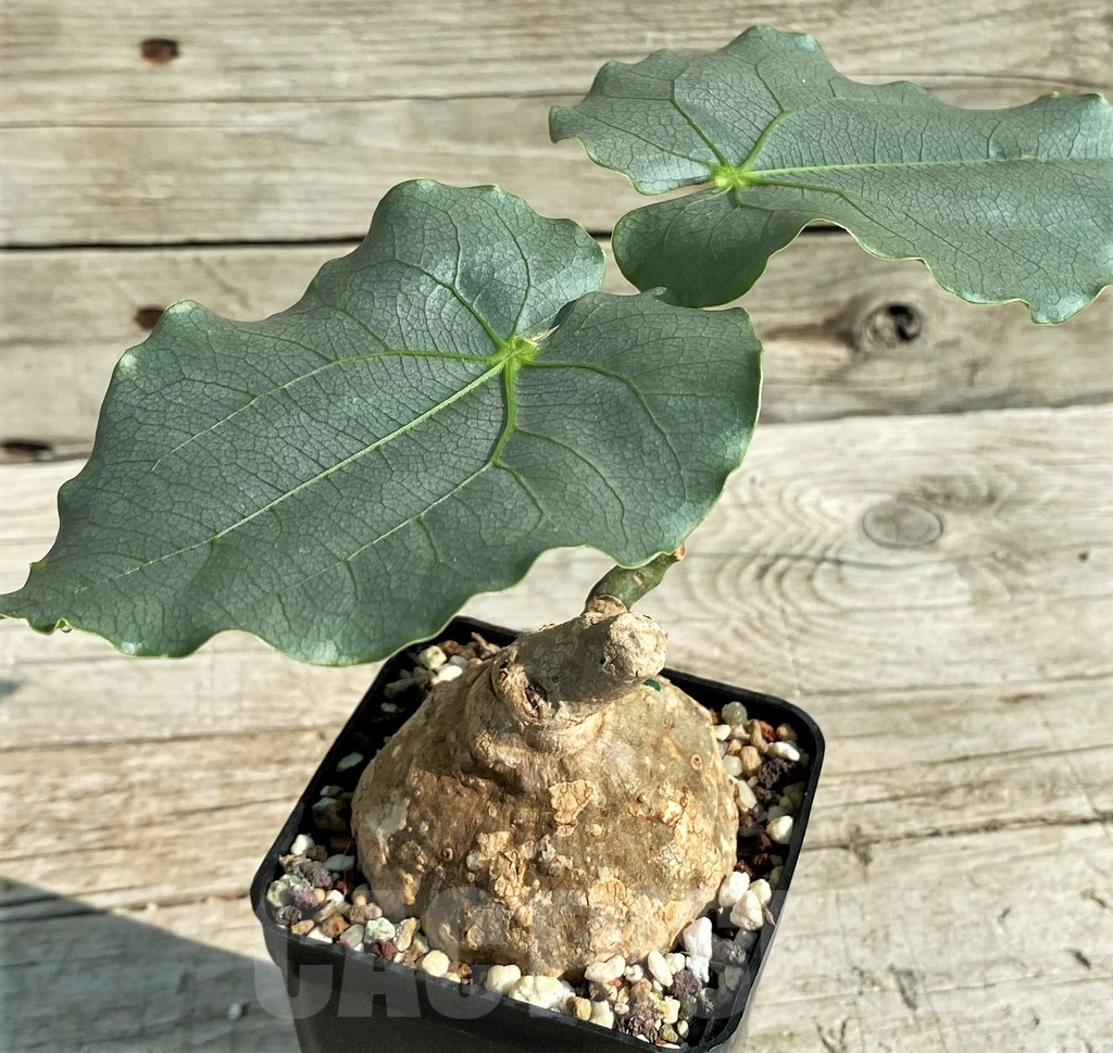 SH13940 Adenia epigea - immagine 2