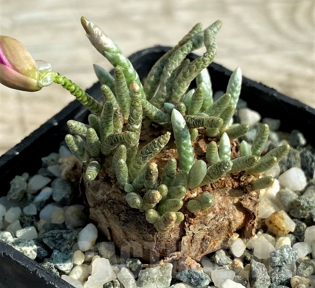 SH11054 Avonia alstonii - immagine 2