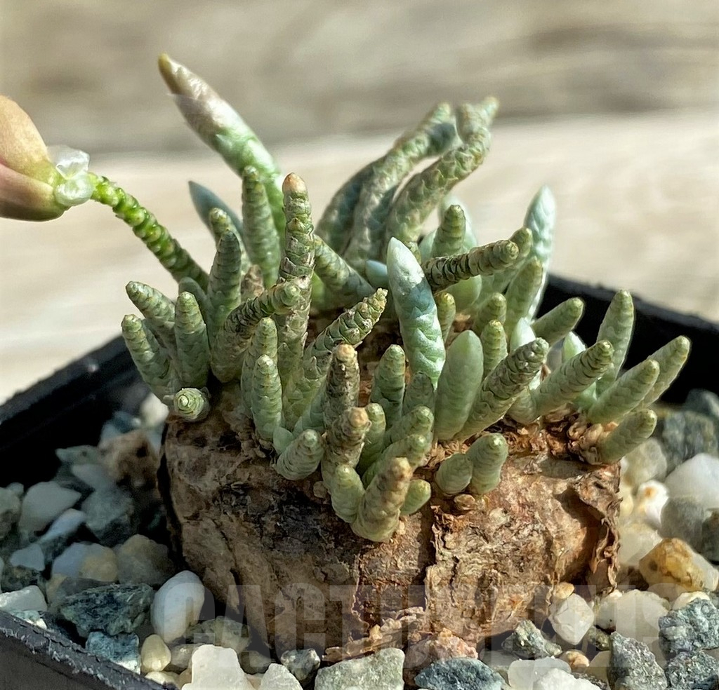 SH11054 Avonia alstonii