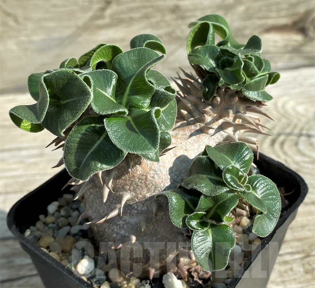 SH11679 Pachypodium brevicaule hybrid, own roots