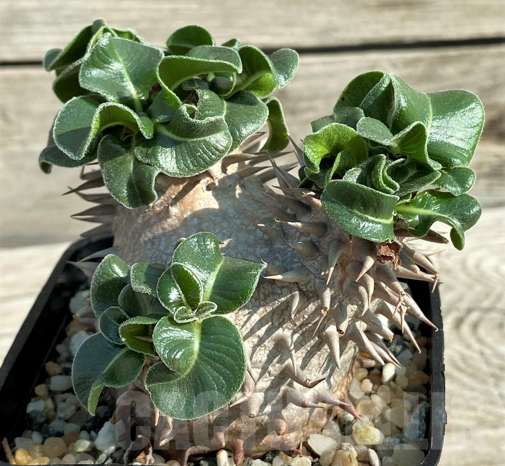 SH11679 Pachypodium brevicaule hybrid, own roots - Image 2