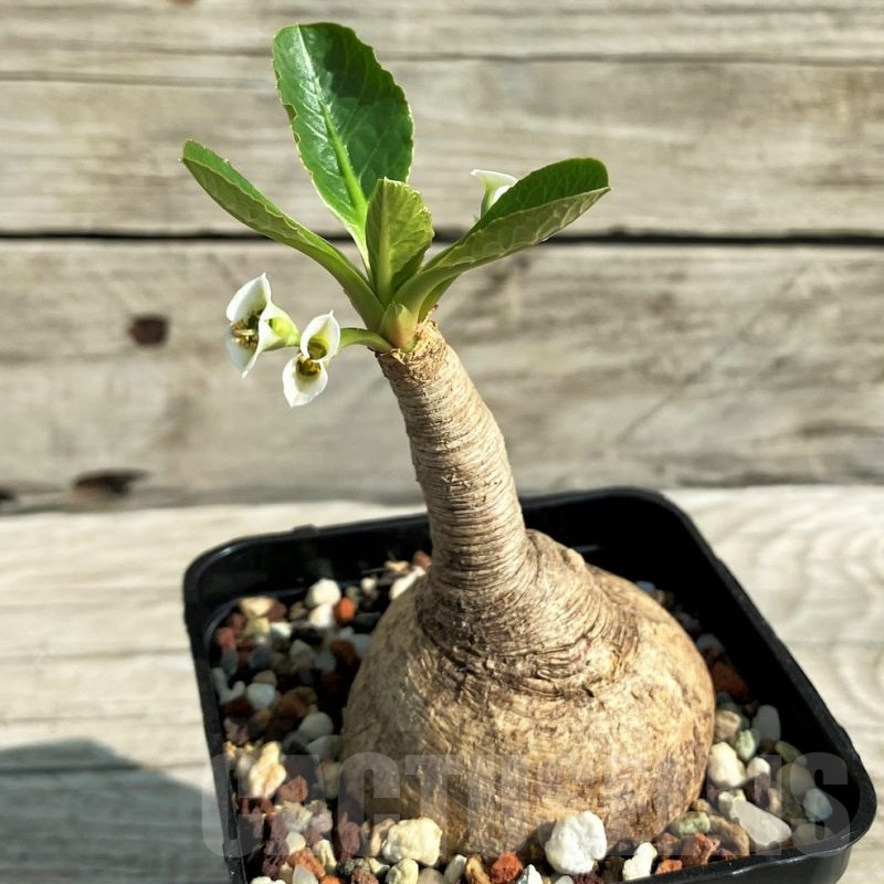 SH13529 Euphorbia primulaefolia