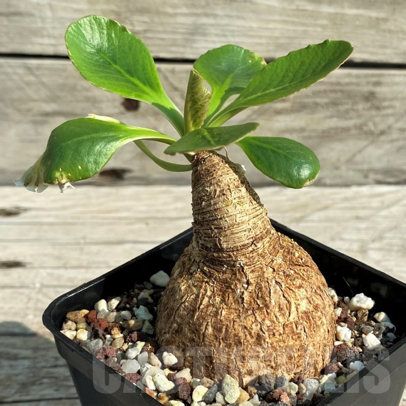 SH13528 Euphorbia primulaefolia