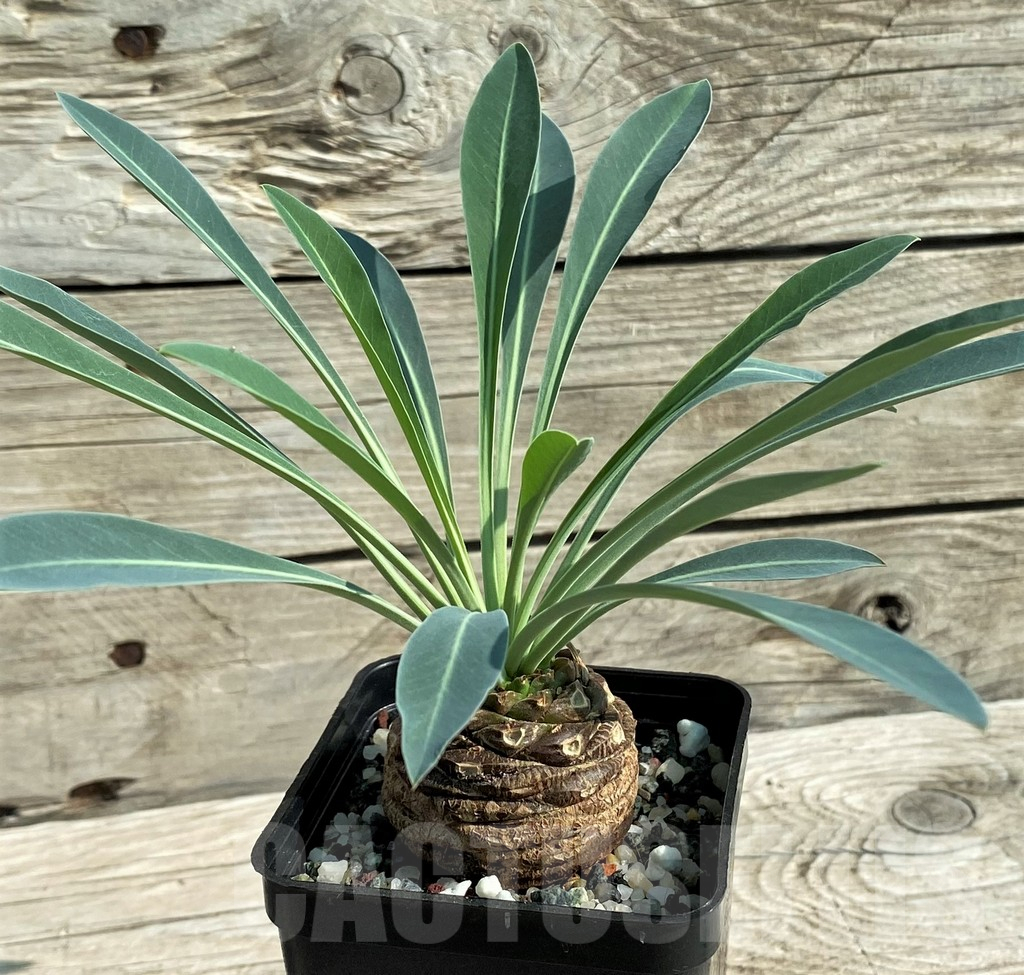 SH11049 Euphorbia bupleurifolia