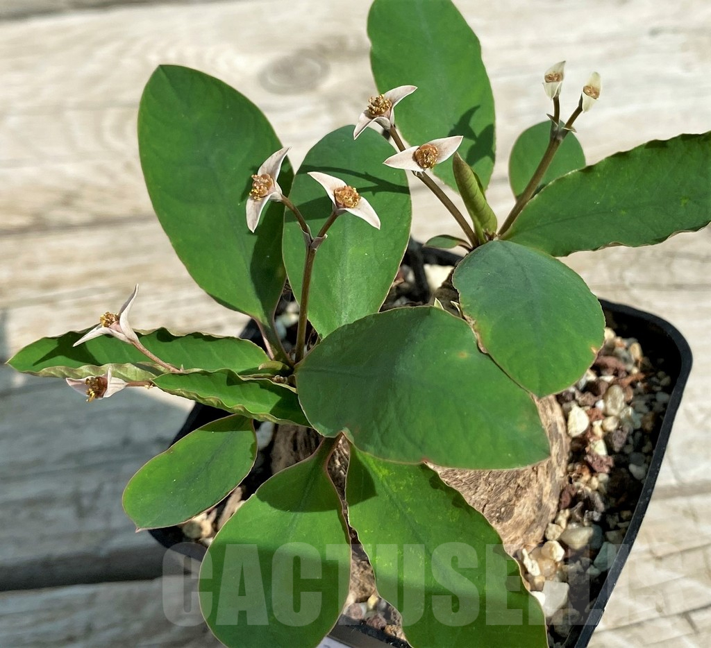 SH15315 Euphorbia sp. nova lawantii n.n. aff. moratii