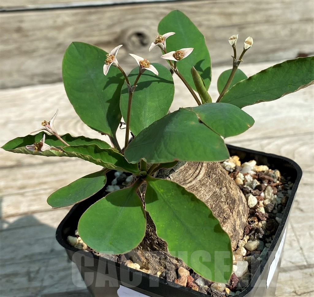 SH15315 Euphorbia sp. nova lawantii n.n. aff. moratii - Image 2