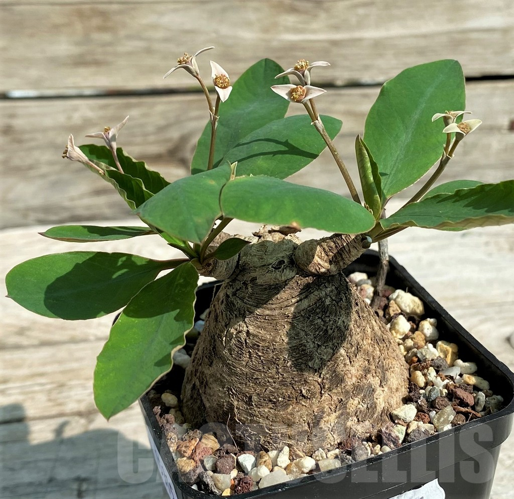 SH15315 Euphorbia sp. nova lawantii n.n. aff. moratii - Image 3