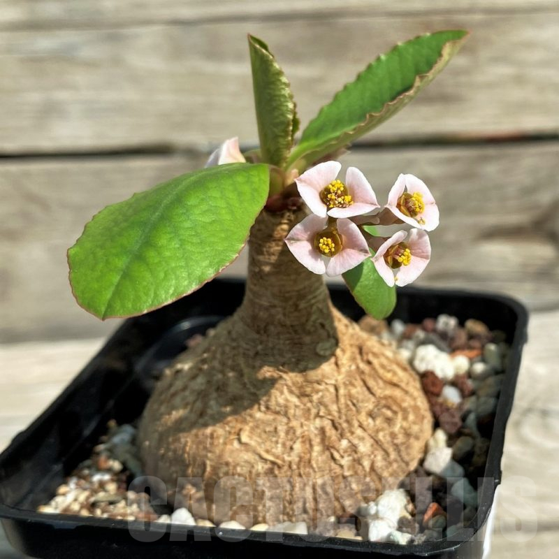 SH15320 Euphorbia primulaefolia