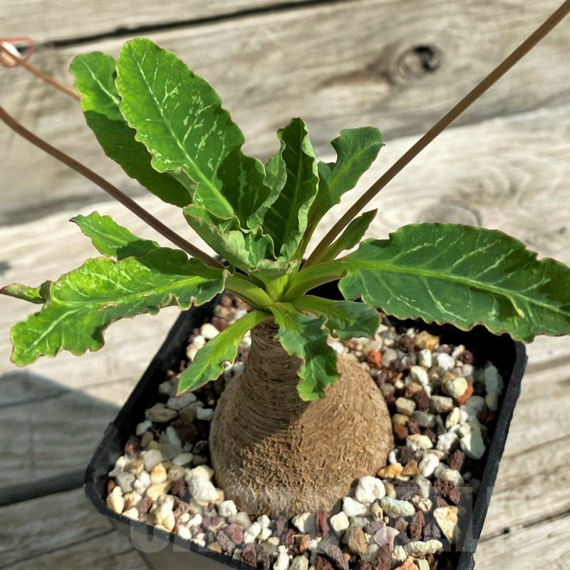 SH15321 Euphorbia spannringii 'Fish Bone'