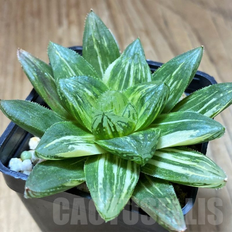 SH8950 Haworthia obtusa hybrid RU-2 f. variegata