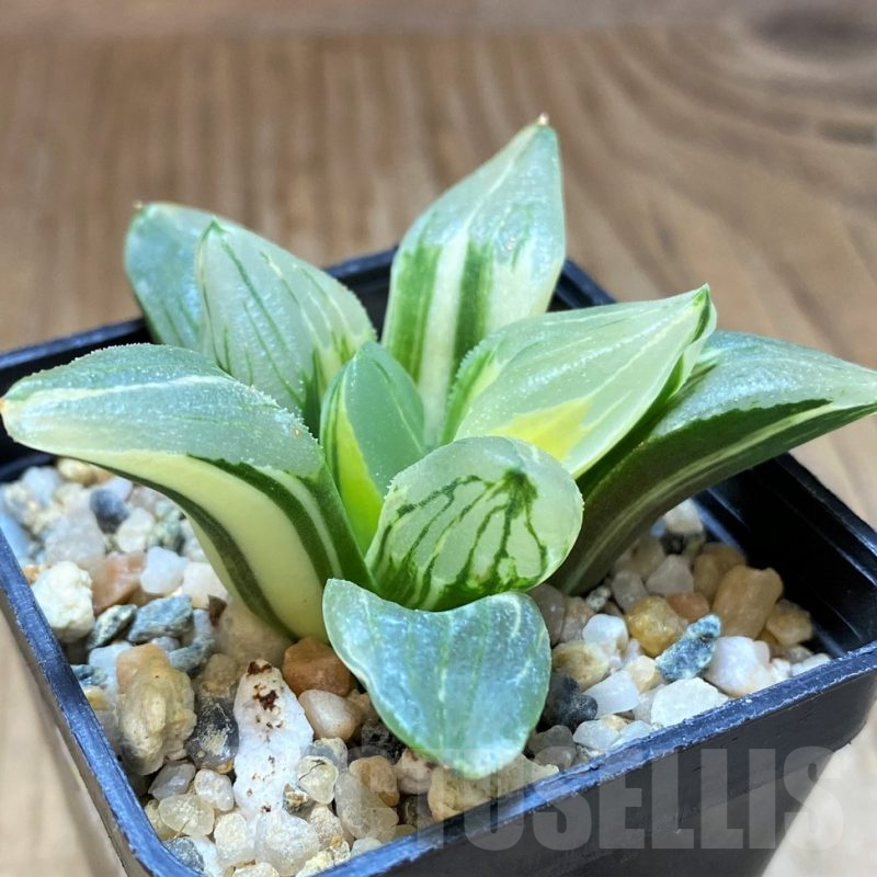 SH11973 Haworthia atrofusca hybrid f. variegata