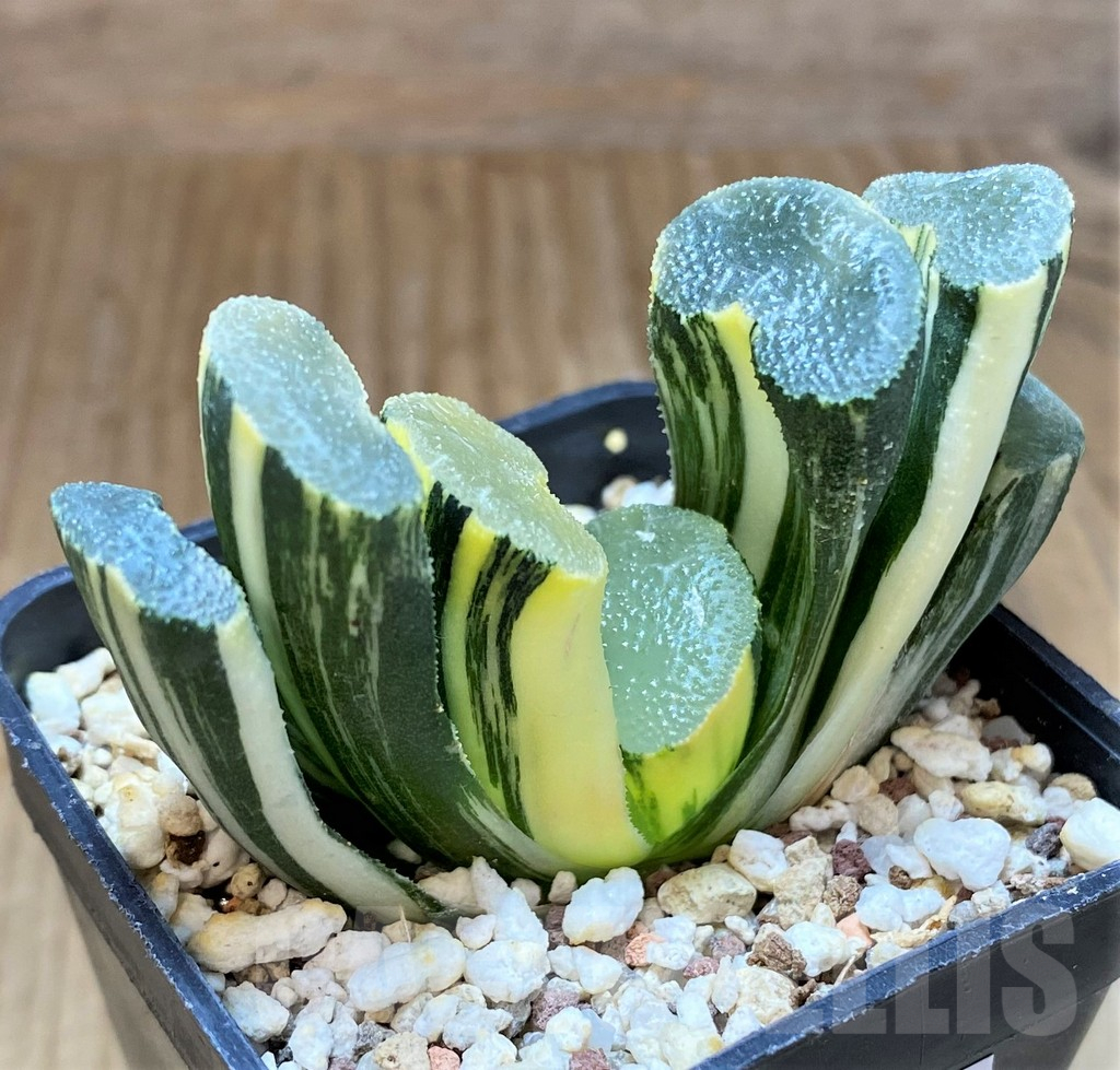 SH13147 Haworthia truncata f. variegata - Image 3