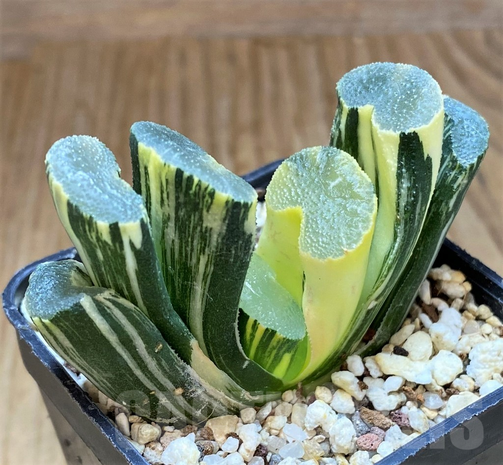 SH13147 Haworthia truncata f. variegata