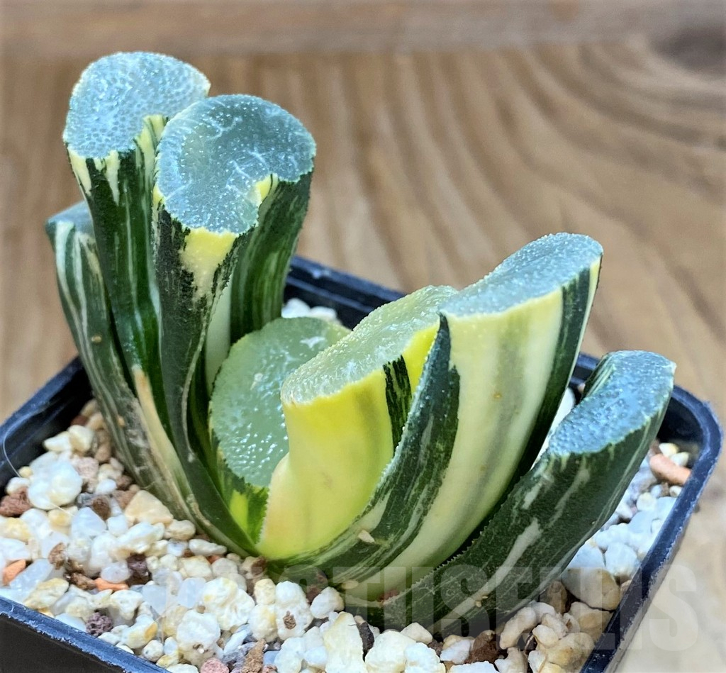 SH13147 Haworthia truncata f. variegata - Image 2