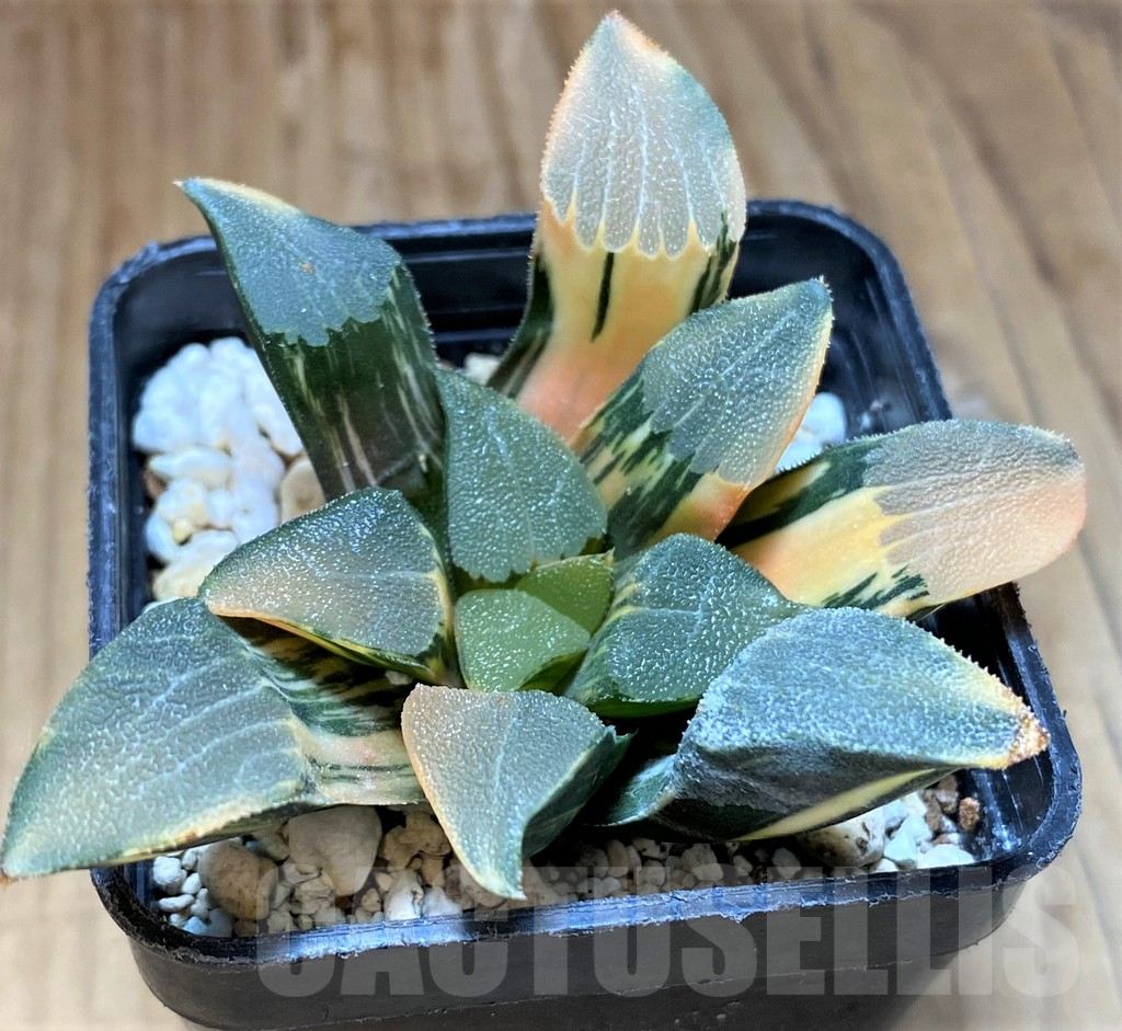 SH12442 Haworthia bayeri f. variegata - Image 2