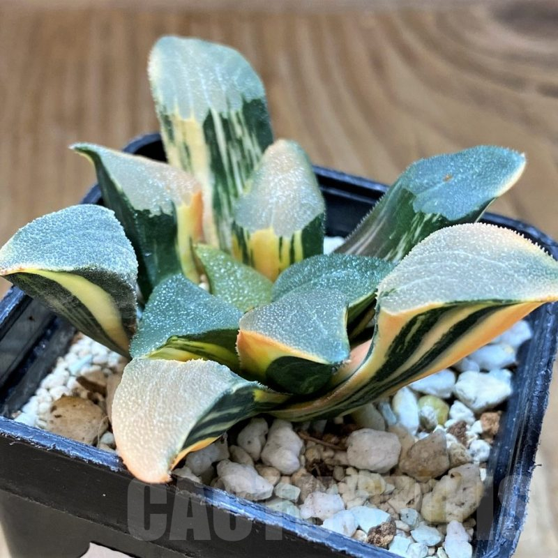 SH12442 Haworthia bayeri f. variegata