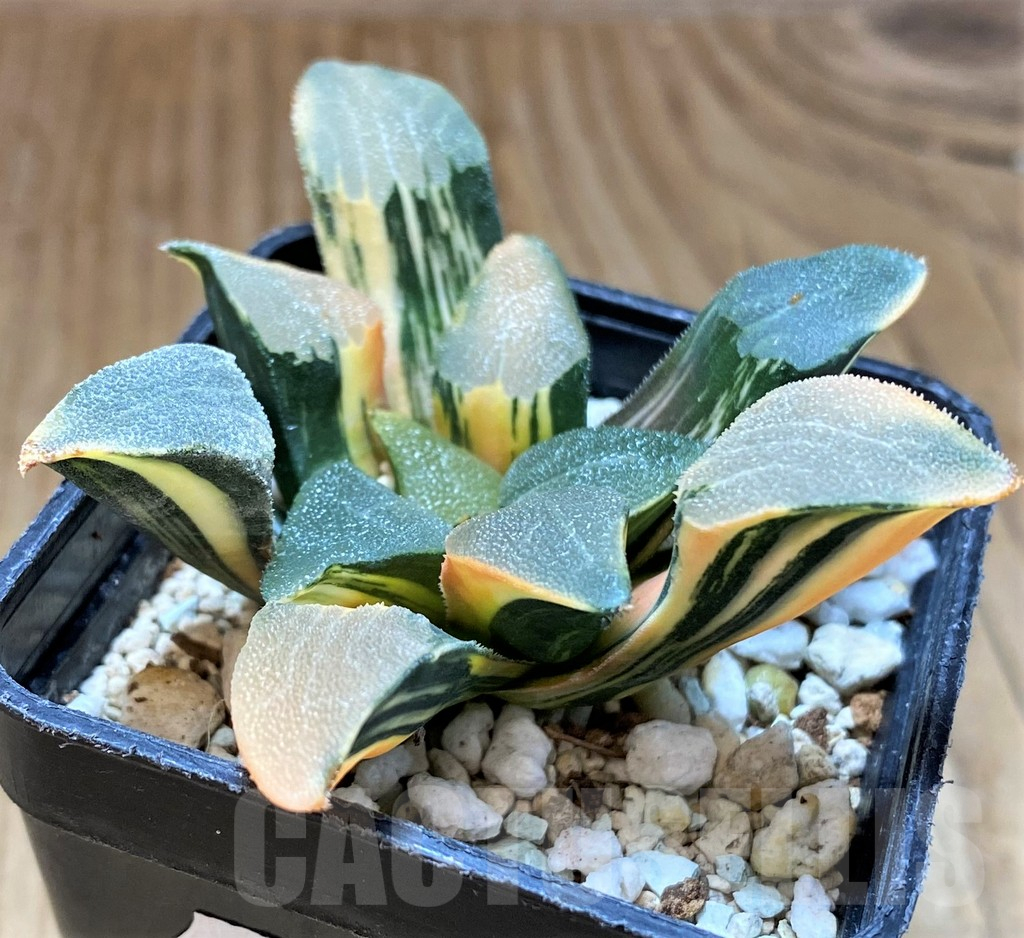 SH12442 Haworthia bayeri f. variegata