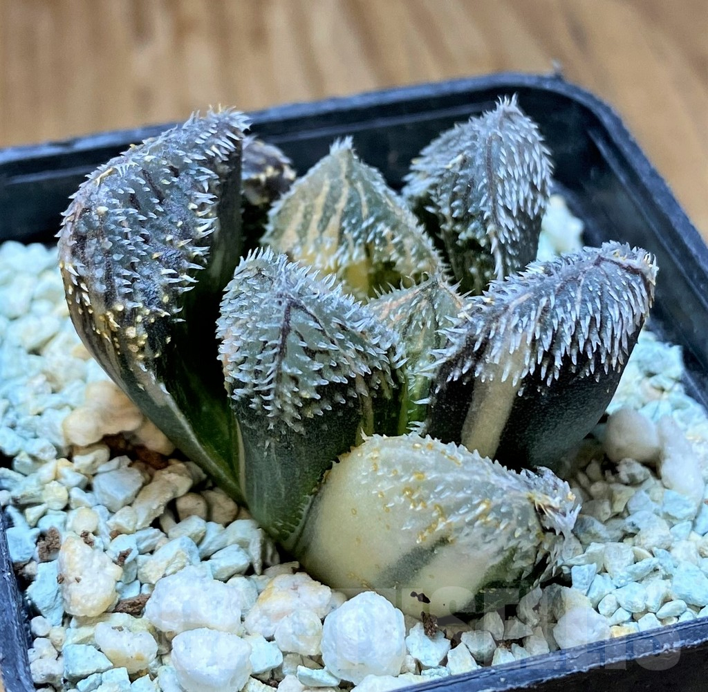 SH13779 Haworthia venusta hybrid f. variegata - Image 2