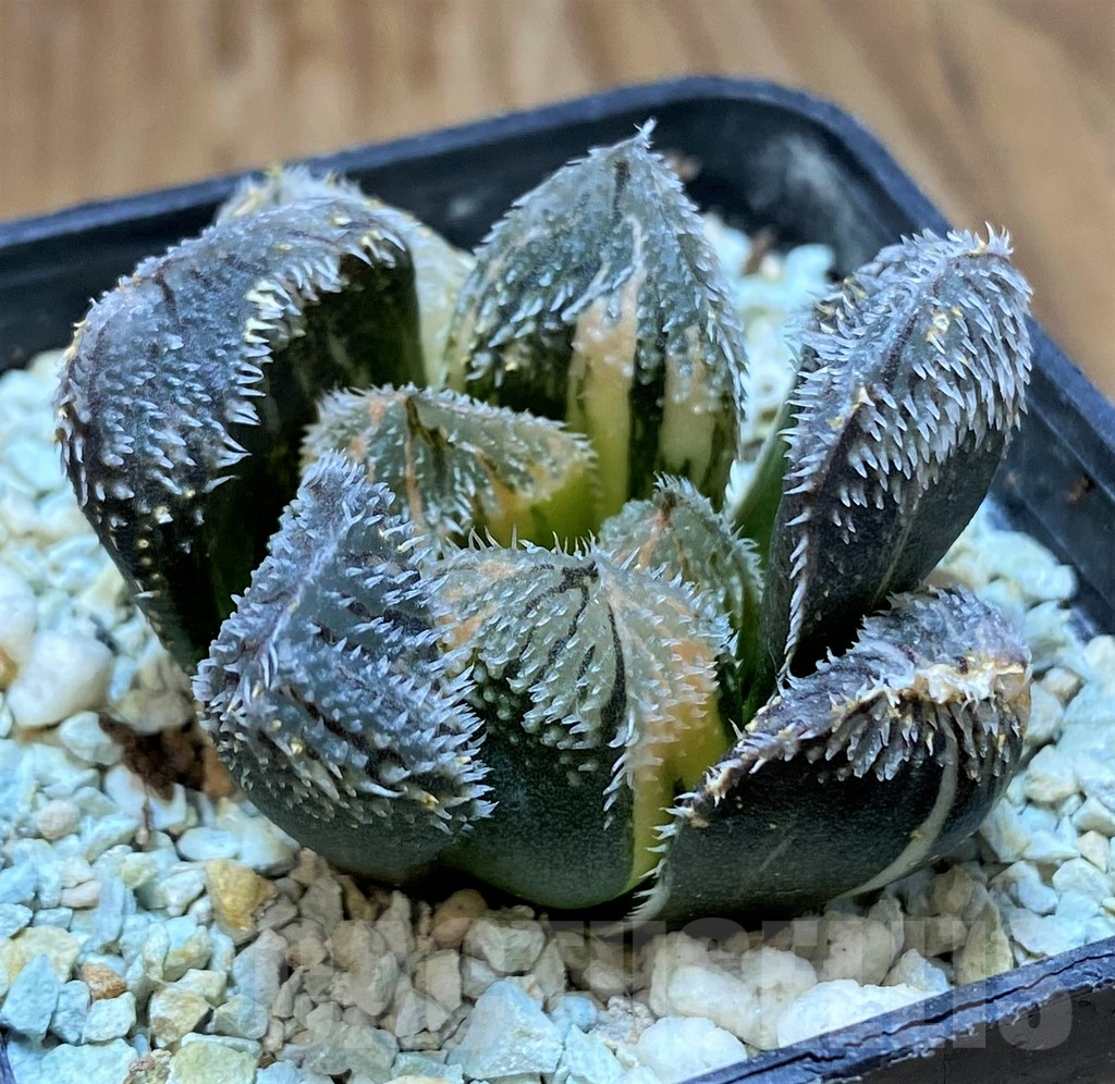 SH13779 Haworthia venusta hybrid f. variegata