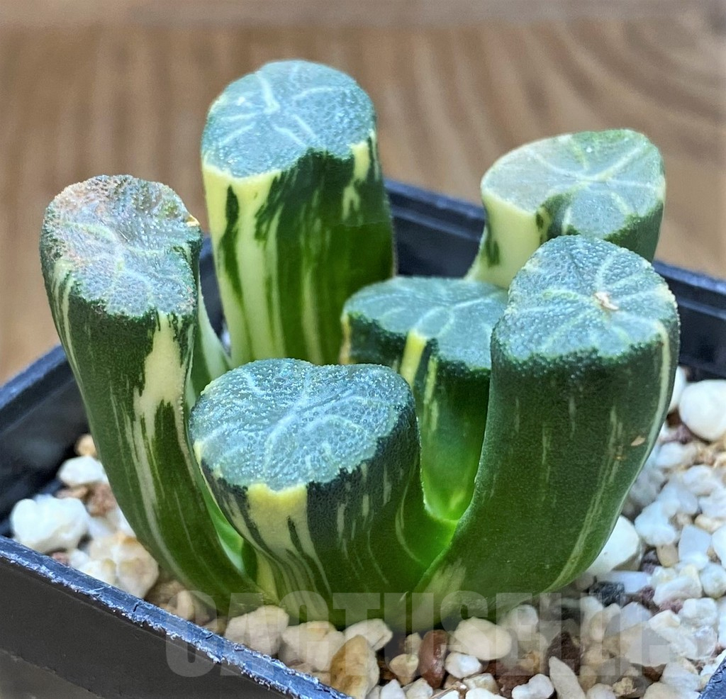 SH13780 Haworthia maughanii f. variegata