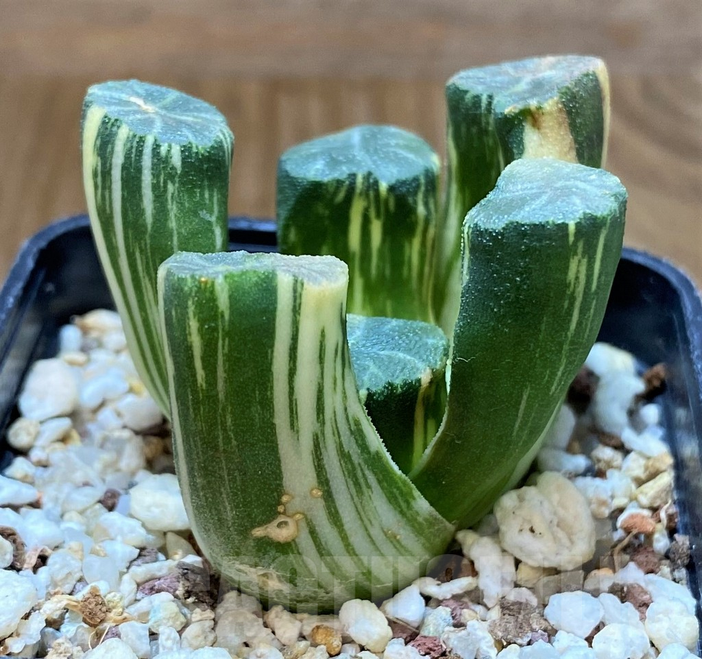 SH13780 Haworthia maughanii f. variegata - Image 2