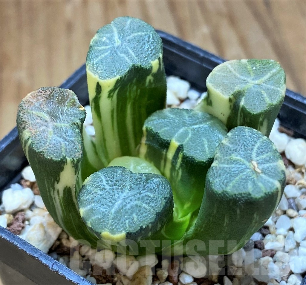 SH13780 Haworthia maughanii f. variegata - Image 3