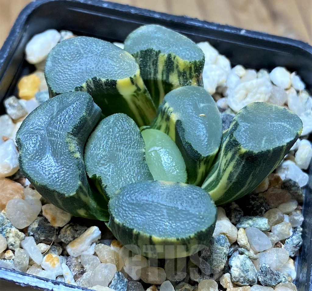 SH13791 Haworthia maughanii f. variegata - Image 2