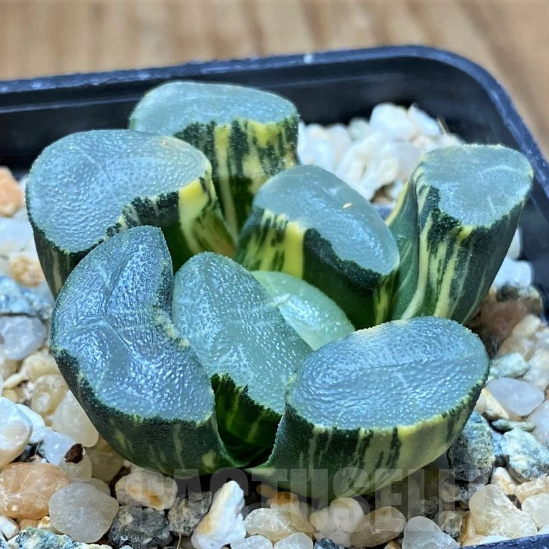 SH13791 Haworthia maughanii f. variegata
