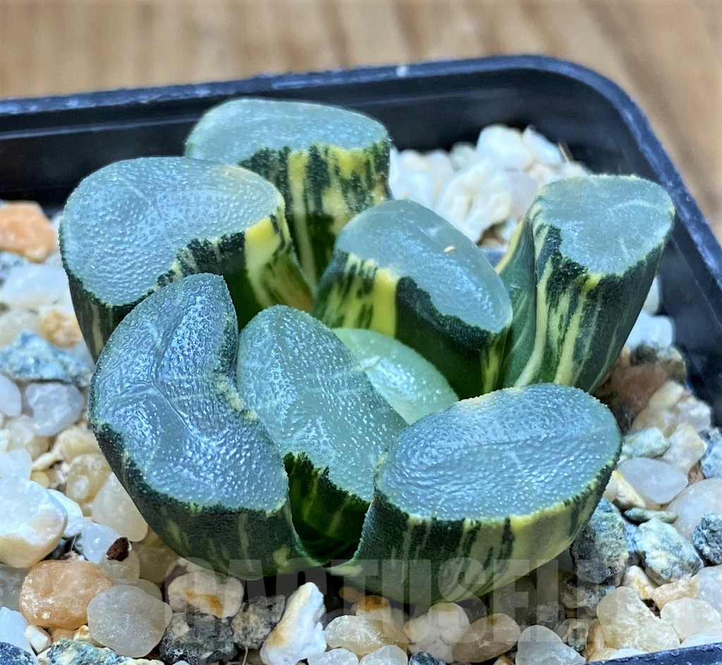 SH13791 Haworthia maughanii f. variegata