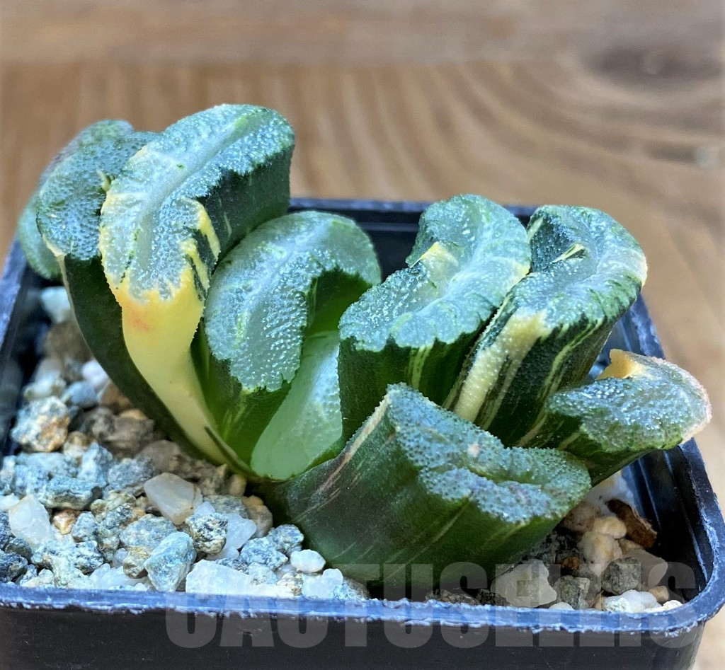 SH13925 Haworthia truncata f.variegata - Image 2