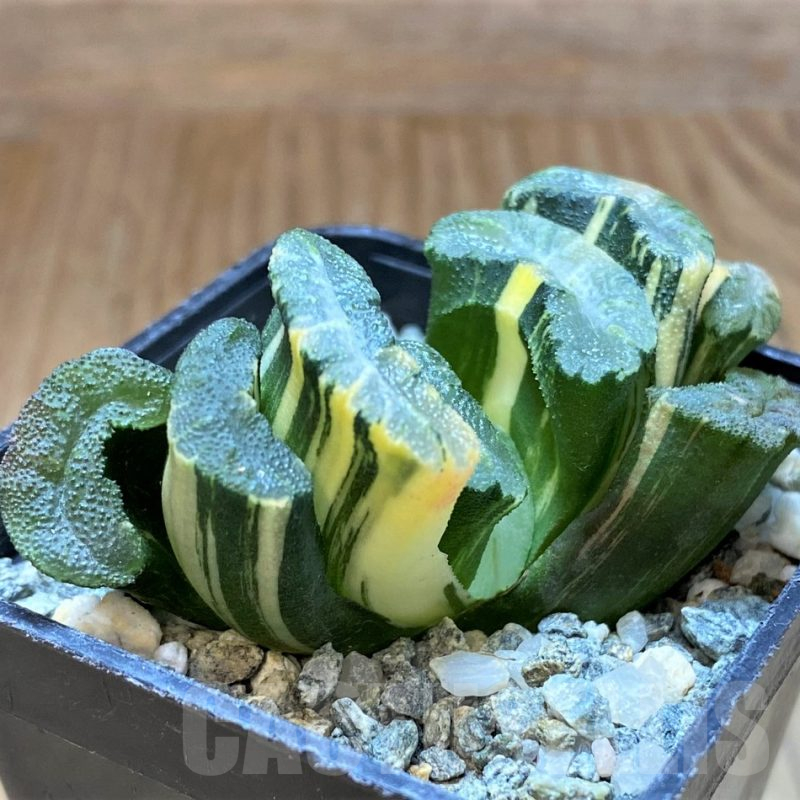 SH13925 Haworthia truncata f.variegata