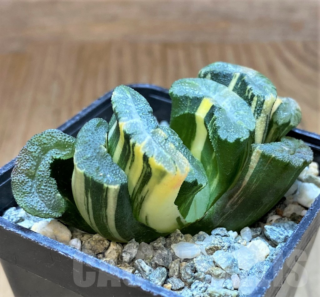 SH13925 Haworthia truncata f.variegata
