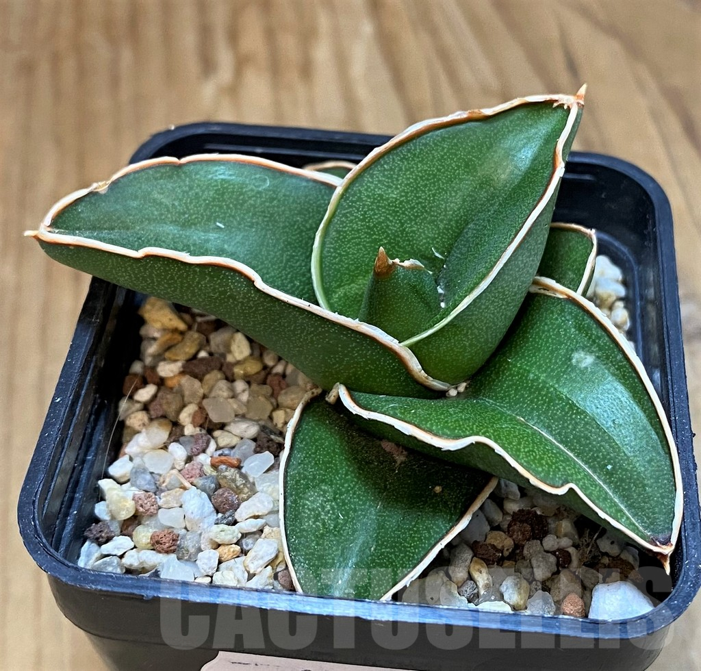 SH18050 Sansevieria ‘Samurai’ - Image 2