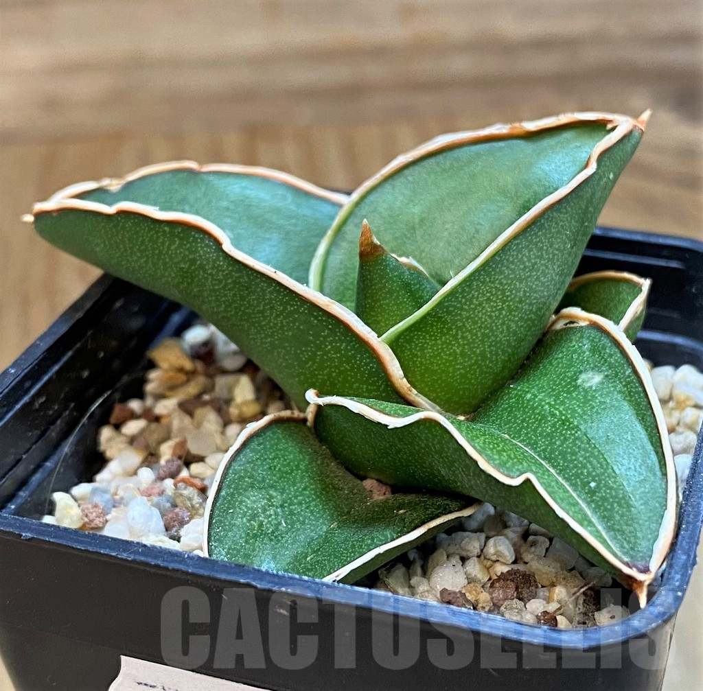 SH18050 Sansevieria ‘Samurai’