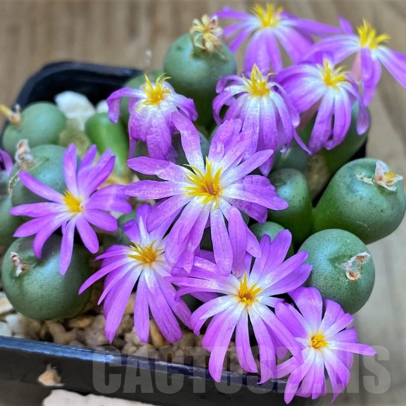 SH11920 Conophytum minutum LAV23370A