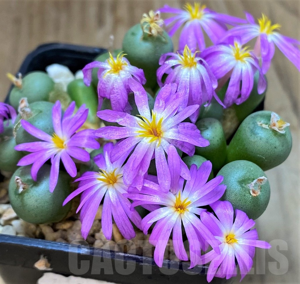 SH11920 Conophytum minutum LAV23370A