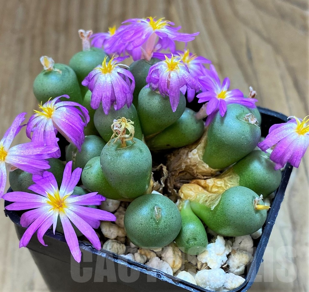 SH11920 Conophytum minutum LAV23370A - Image 2