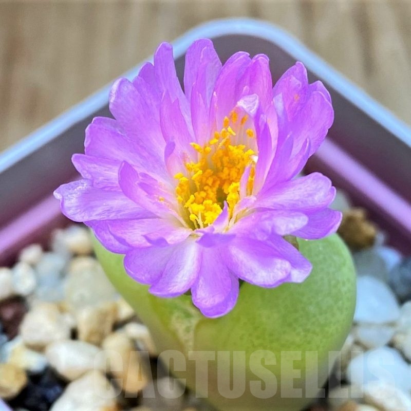 SH11921 Conophytum subfenestratum SB624