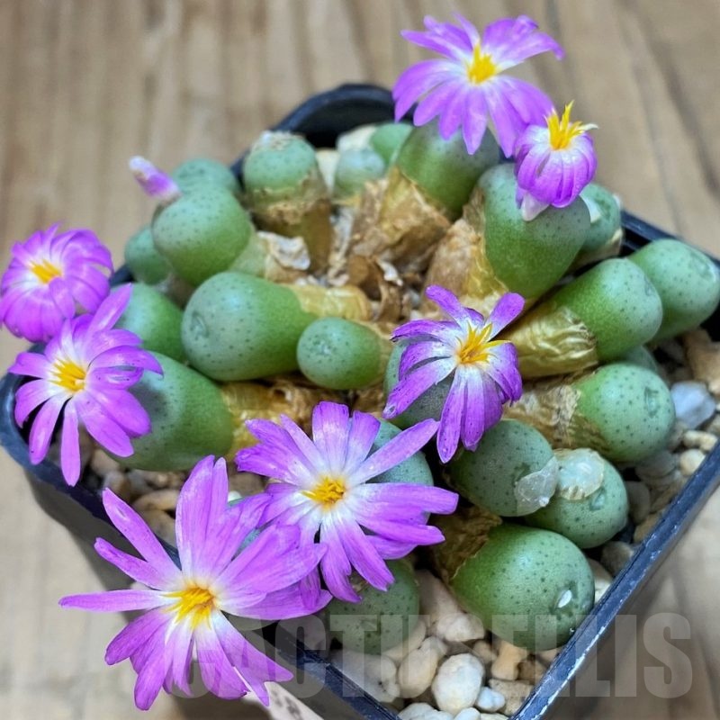 SH11838 Conophytum minutum LAV26670A