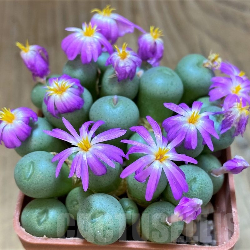 SH11919 Conophytum minutum LAV 26670 A