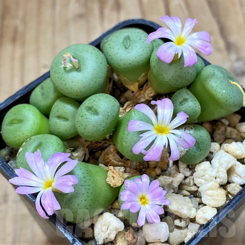 SH11917 Conophytum minutum SB1227
