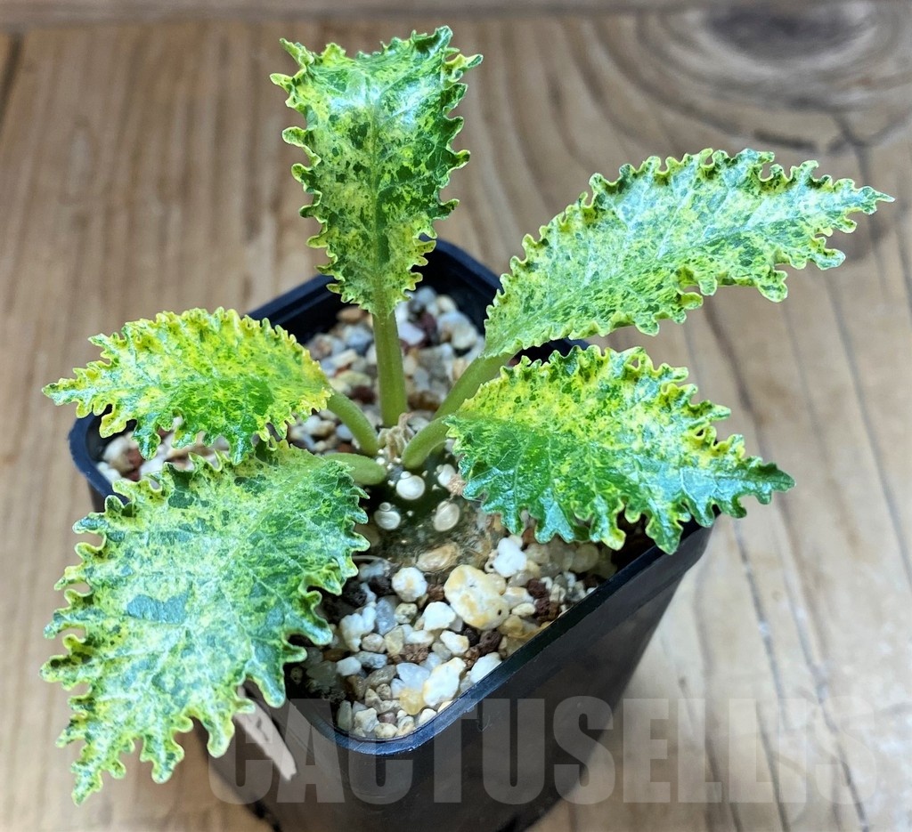 SH11364 Dorstenia hybrid f. variegata - Image 2