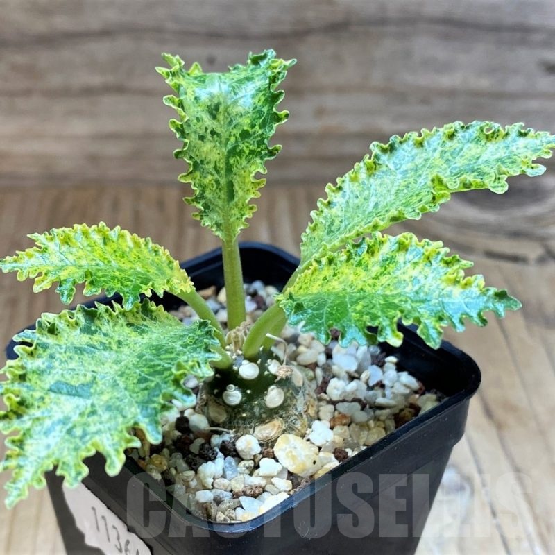 SH11364 Dorstenia hybrid f. variegata