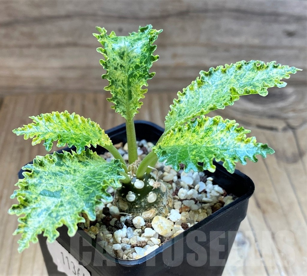 SH11364 Dorstenia hybrid f. variegata
